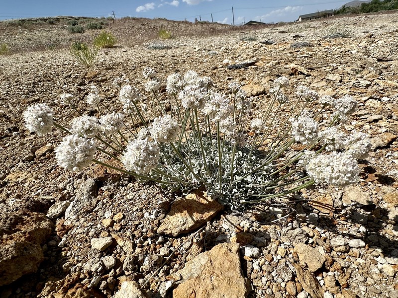 Eriogonum ovalifolium var. williamsiae photo 6