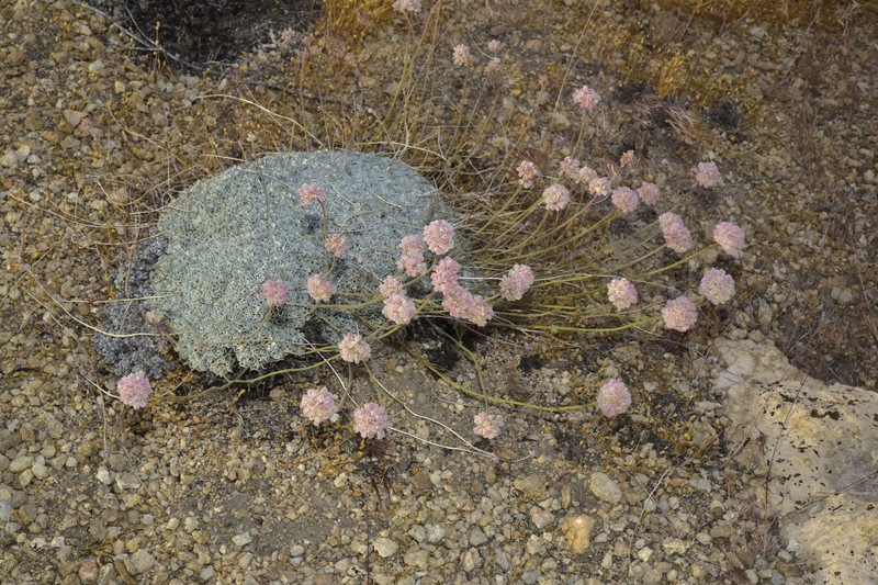 Eriogonum ovalifolium var. williamsiae photo 7