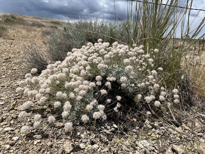 Eriogonum ovalifolium var. williamsiae photo 8