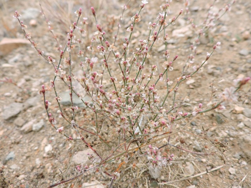 Palmer's Buckwheat