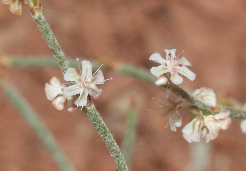 Palmer's Buckwheat photo 2
