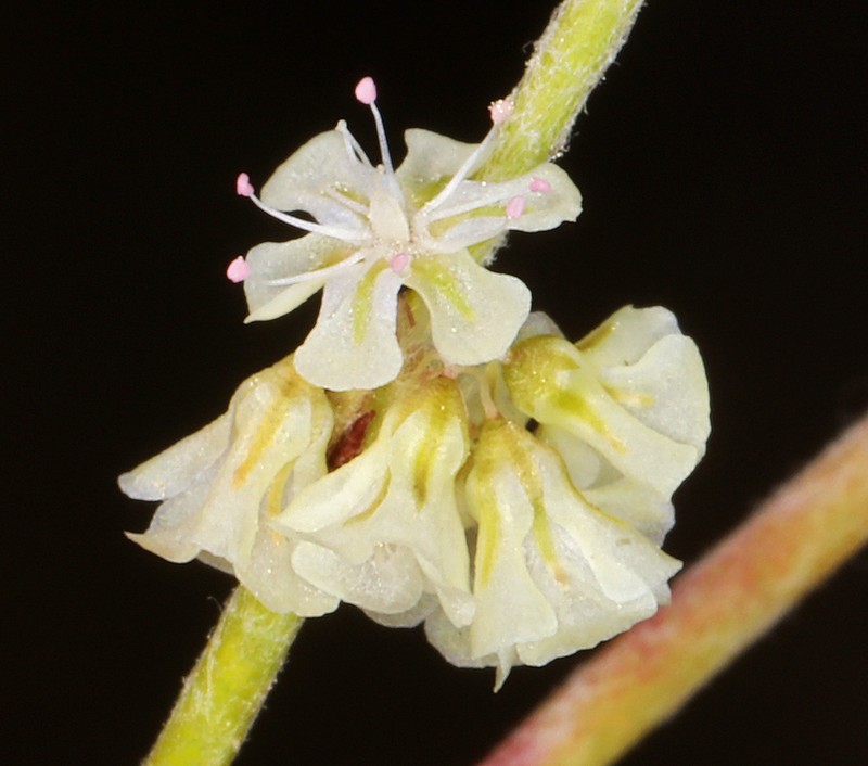 Palmer's Buckwheat photo 3