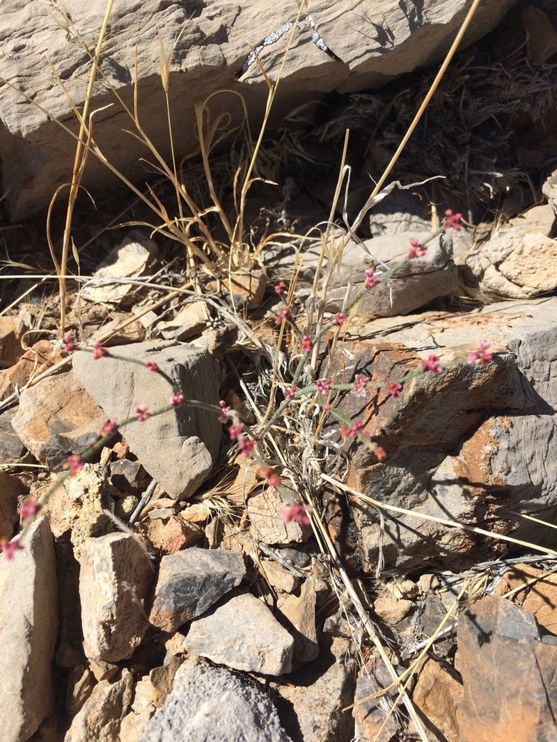 Palmer's Buckwheat photo 4