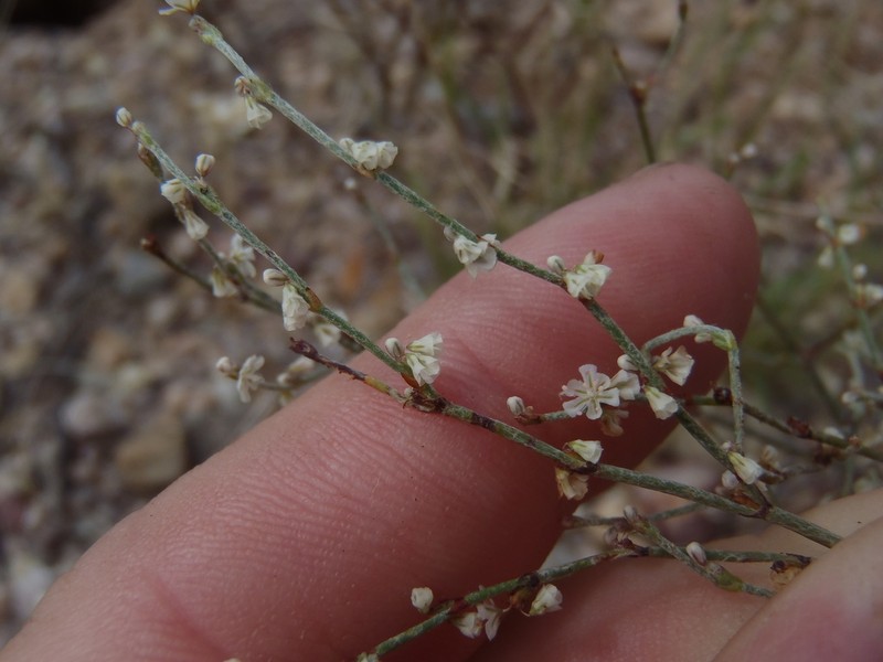 Palmer's Buckwheat photo 5