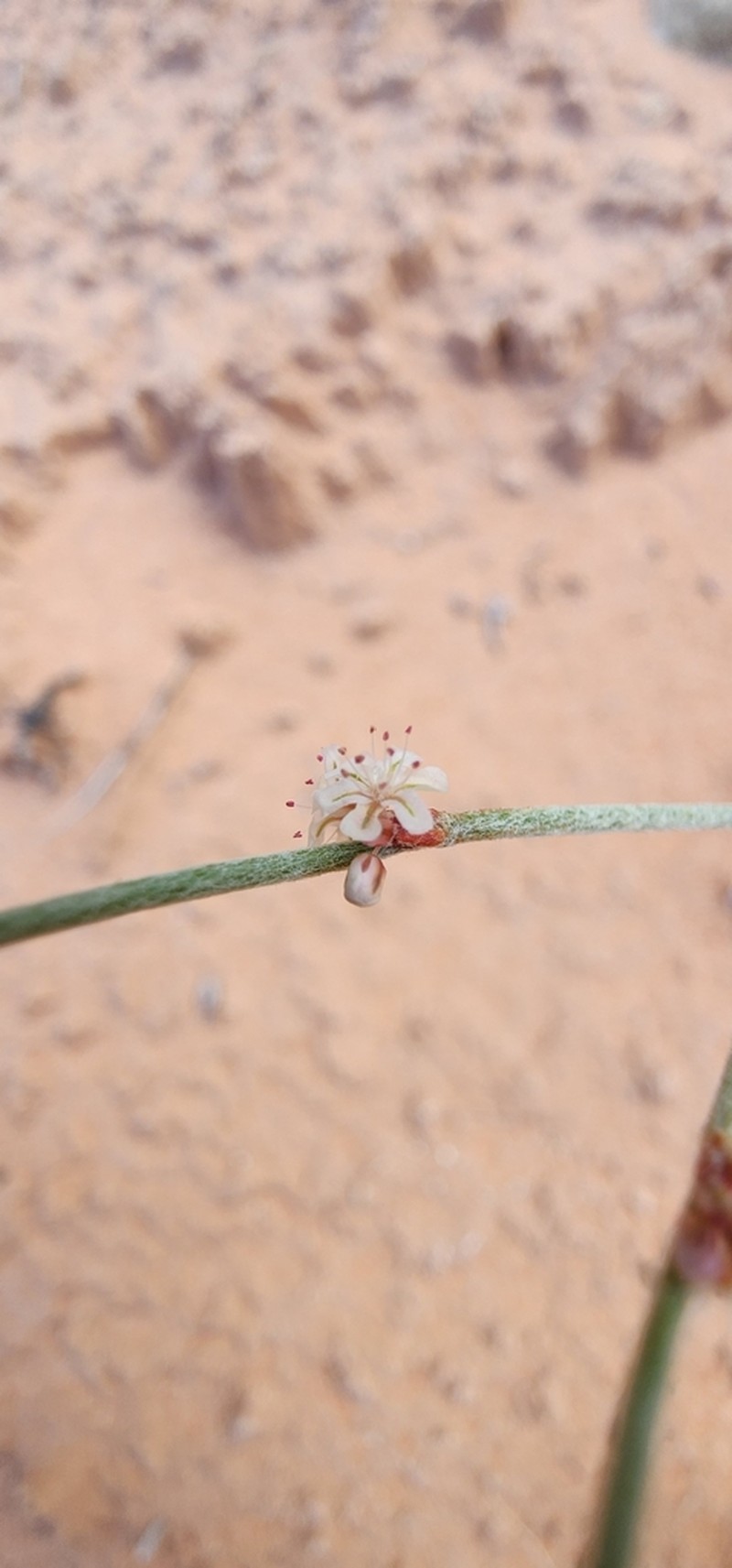 Palmer's Buckwheat photo 6