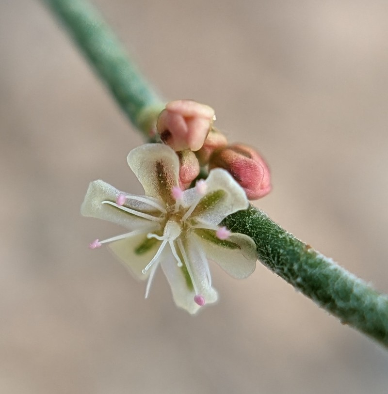 Palmer's Buckwheat photo 7