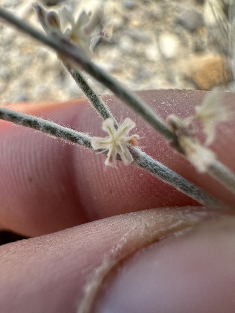 Palmer's Buckwheat photo 8