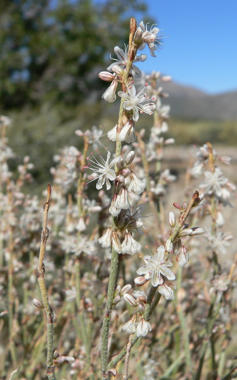 Panamint Mountain Buckwheat