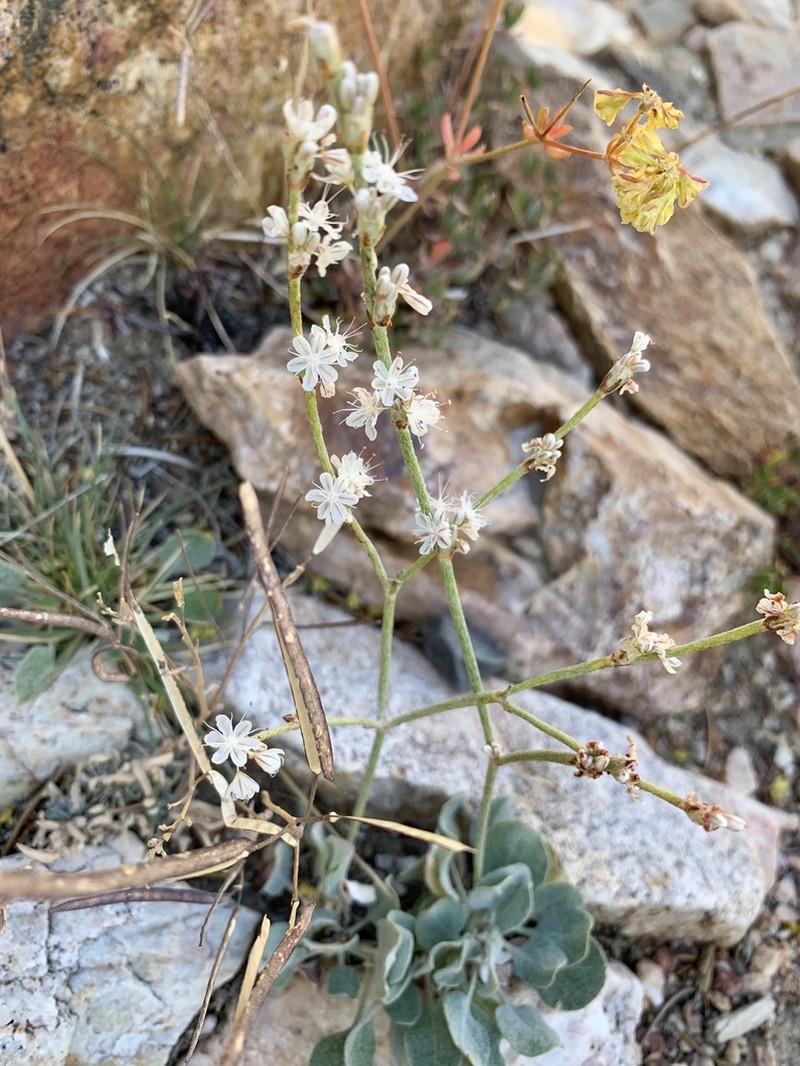 Panamint Mountain Buckwheat