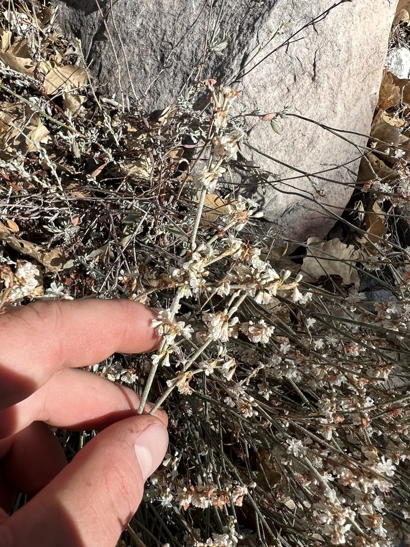 Panamint Mountain Buckwheat photo 2