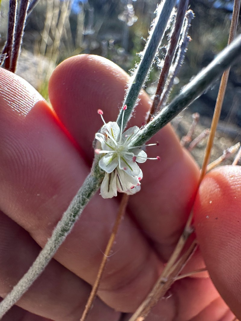 Panamint Mountain Buckwheat photo 3