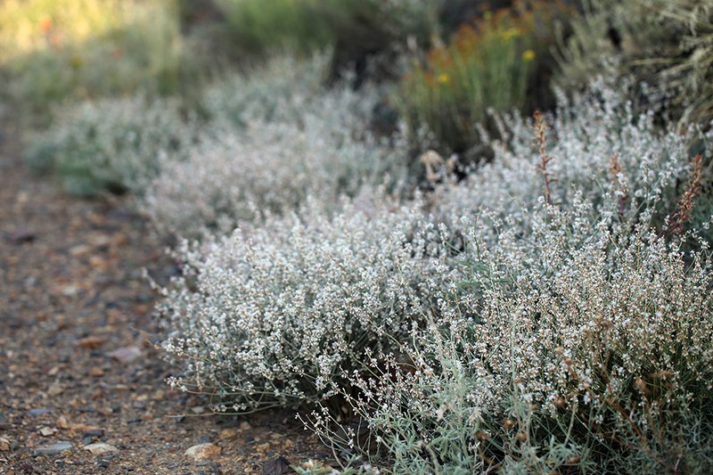 Panamint Mountain Buckwheat photo 4