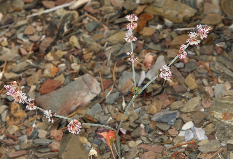 Panamint Mountain Buckwheat photo 5