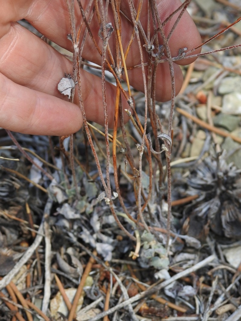 Panamint Mountain Buckwheat photo 6