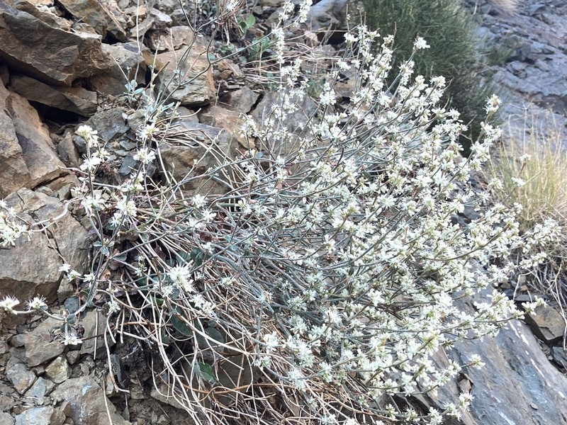 Panamint Mountain Buckwheat photo 7