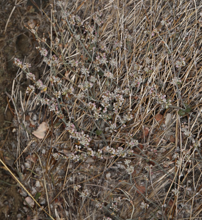 Panamint Mountain Buckwheat photo 8