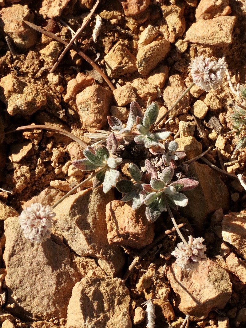 Panguitch Buckwheat photo 3