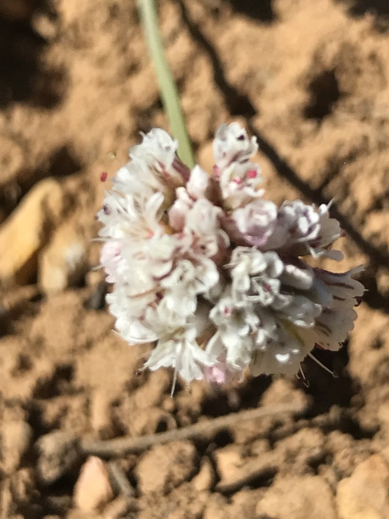 Panguitch Buckwheat photo 4