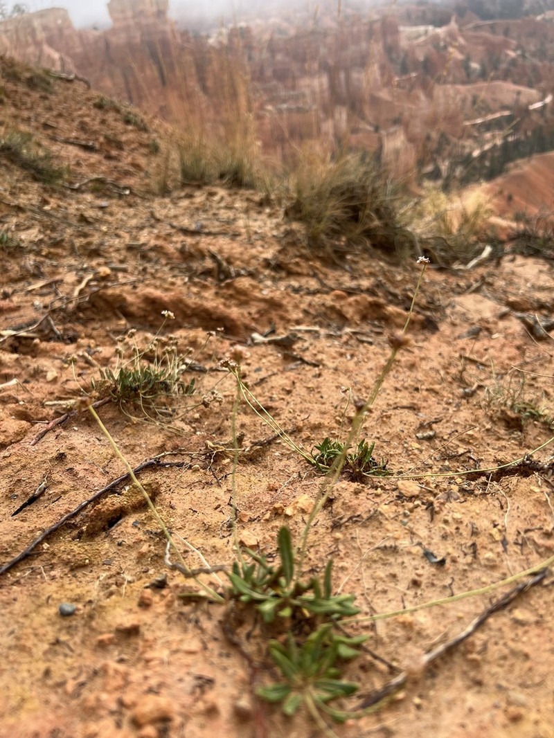 Panguitch Buckwheat photo 5
