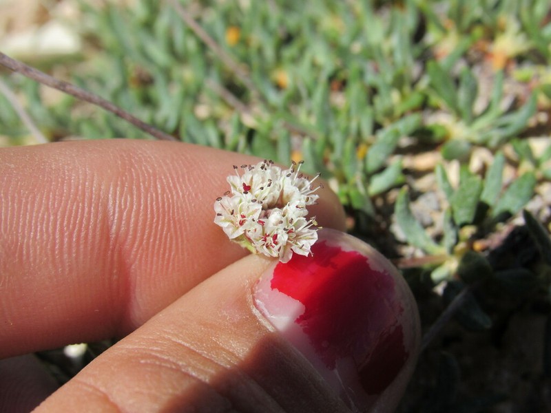 Panguitch Buckwheat photo 7