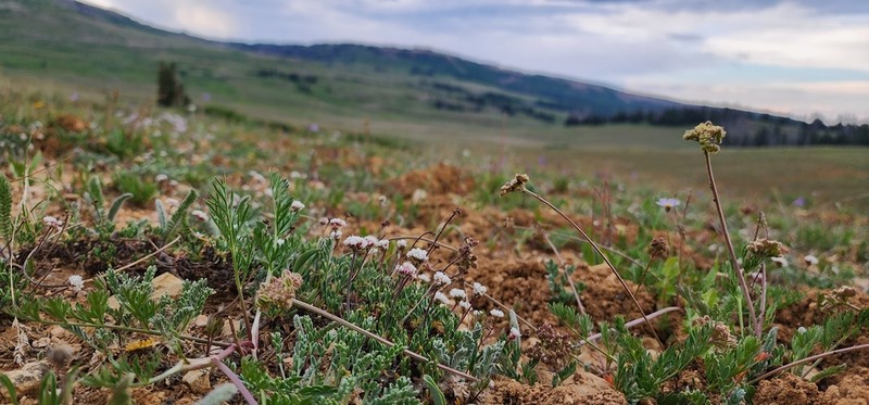 Panguitch Buckwheat photo 8