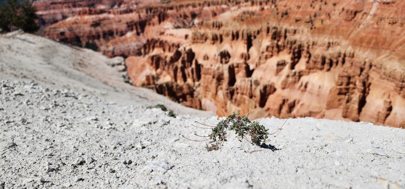 Eriogonum panguicense var. alpestre