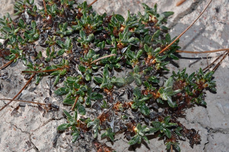 Eriogonum panguicense var. alpestre photo 2