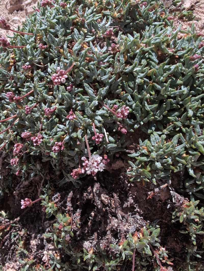 Eriogonum panguicense var. alpestre photo 3