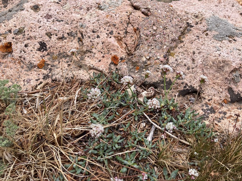 Eriogonum panguicense var. alpestre photo 4