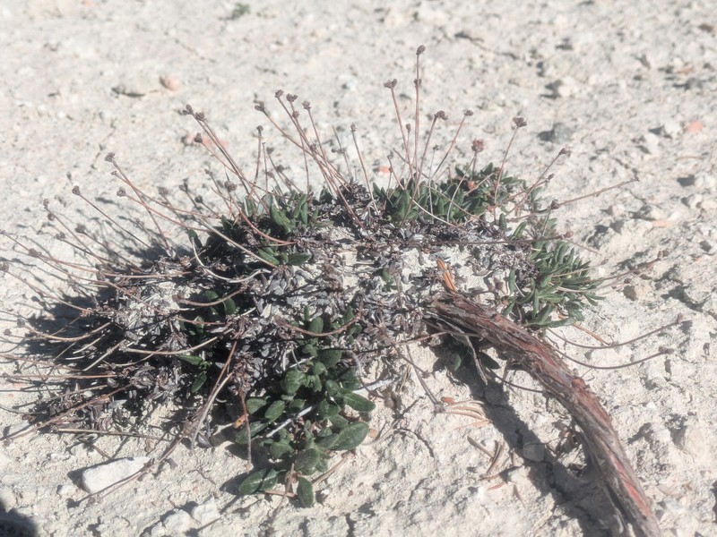 Eriogonum panguicense var. alpestre photo 5