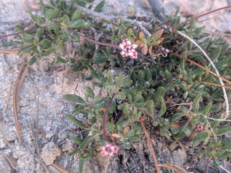 Eriogonum panguicense var. alpestre photo 6