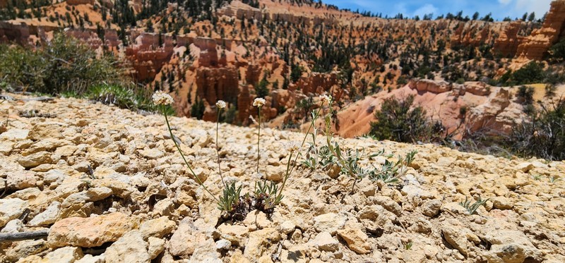 Eriogonum panguicense var. panguicense