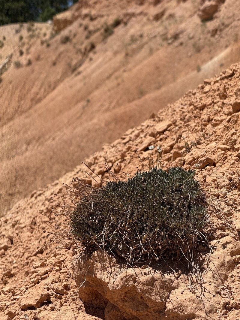 Eriogonum panguicense var. panguicense photo 4
