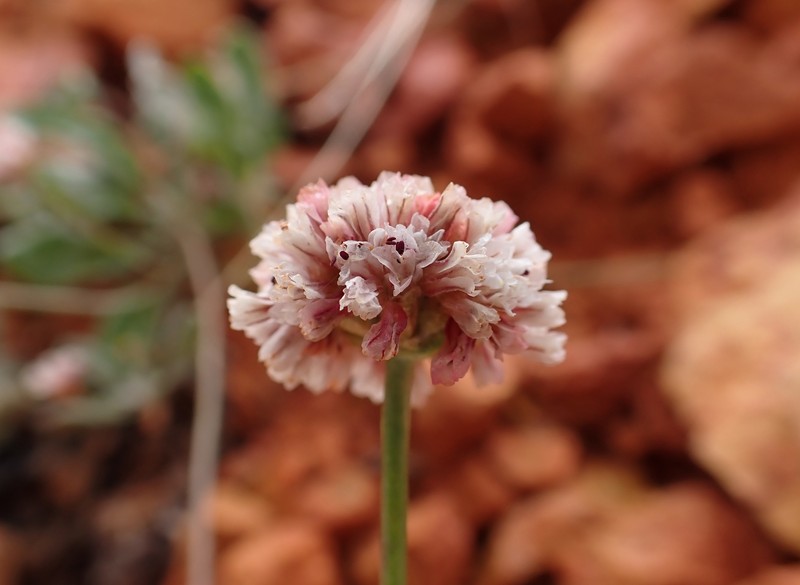 Eriogonum panguicense var. panguicense photo 5