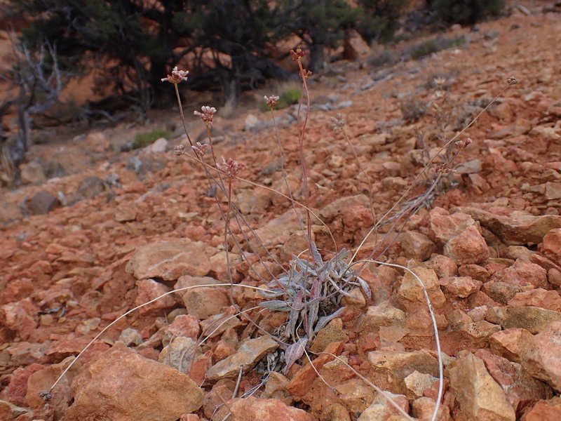 Eriogonum panguicense var. panguicense photo 6