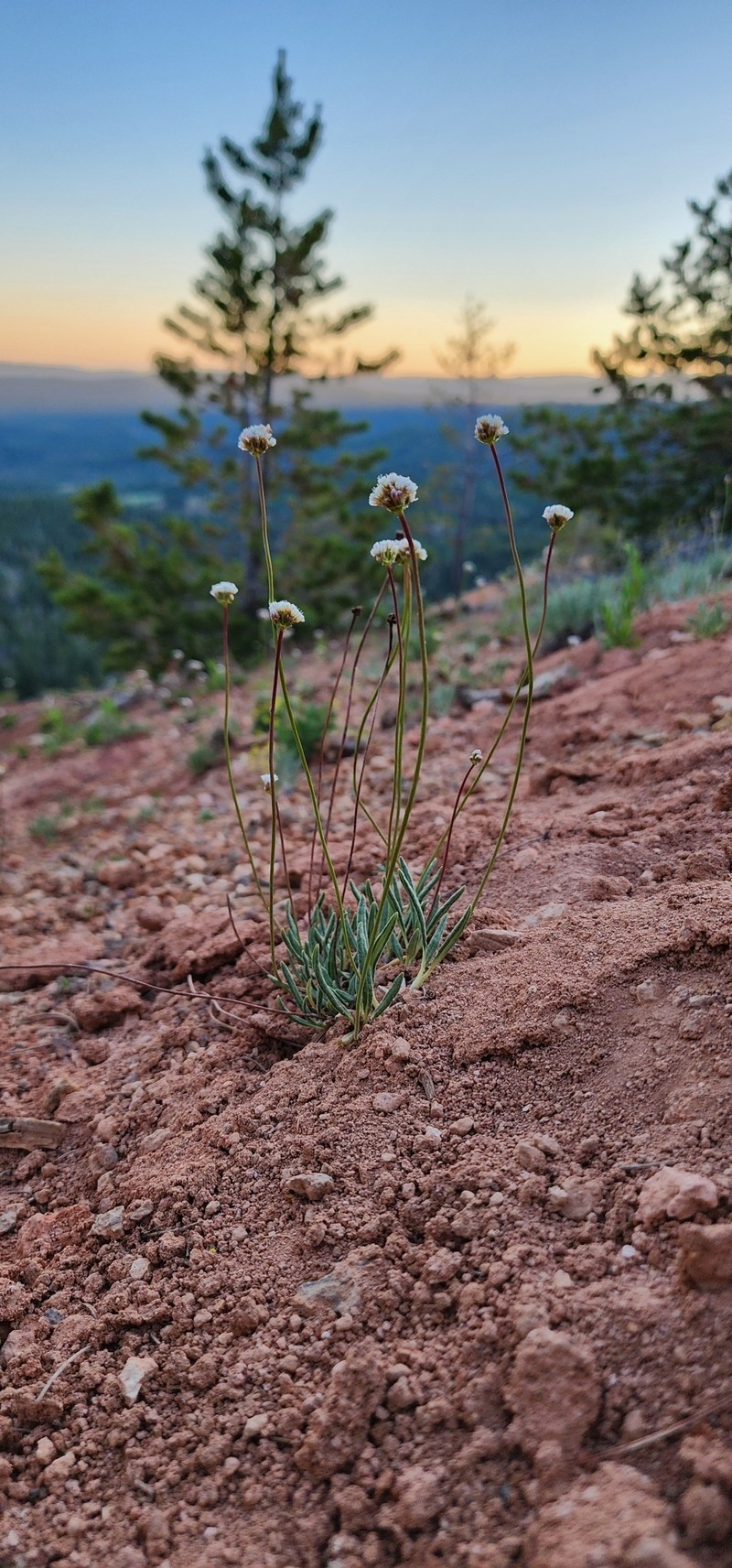 Eriogonum panguicense var. panguicense photo 8