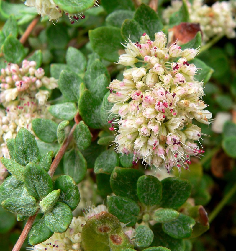 Seacliff Buckwheat