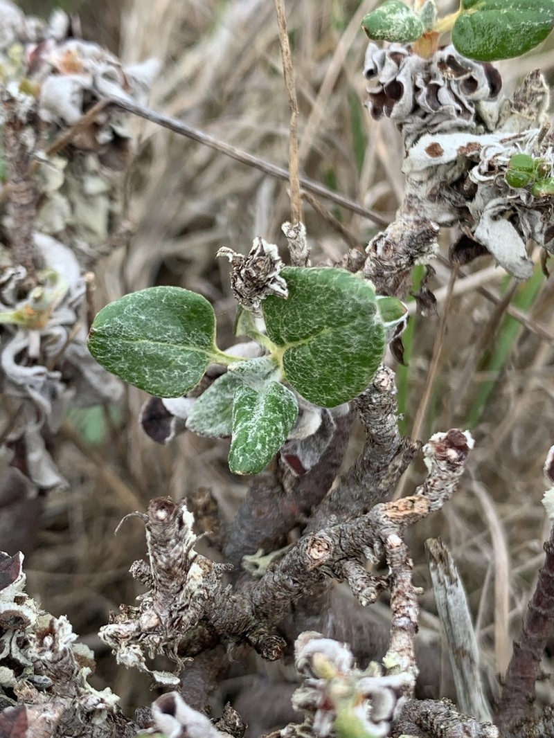 Seacliff Buckwheat