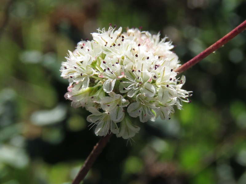Seacliff Buckwheat photo 2