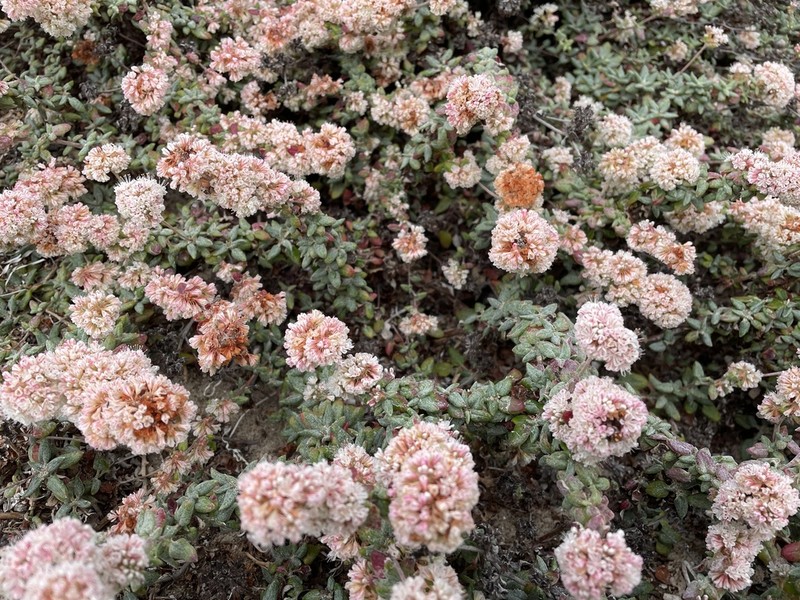Seacliff Buckwheat photo 3