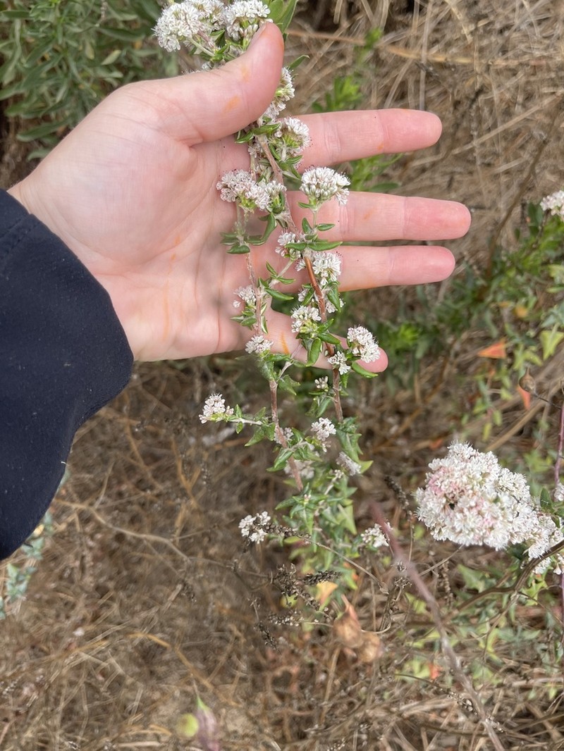 Seacliff Buckwheat photo 4