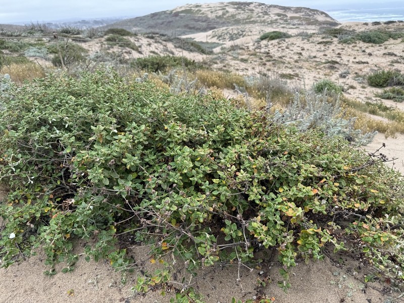 Seacliff Buckwheat photo 5