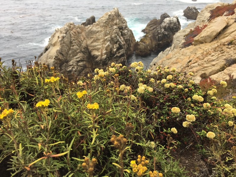 Seacliff Buckwheat photo 6