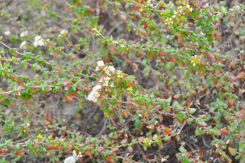 Seacliff Buckwheat photo 7
