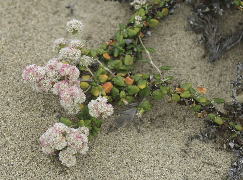 Seacliff Buckwheat photo 8