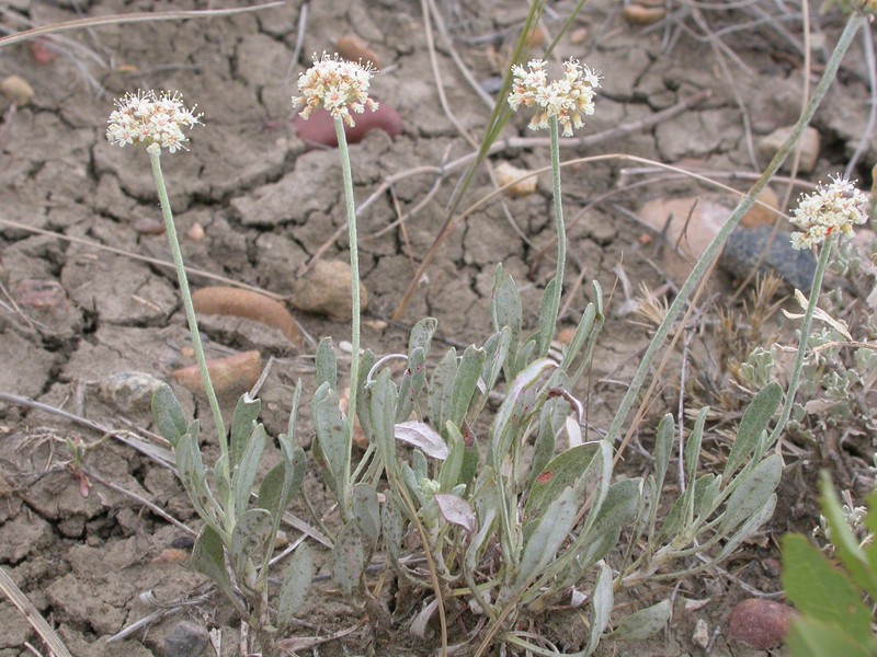 Fewflower Buckwheat