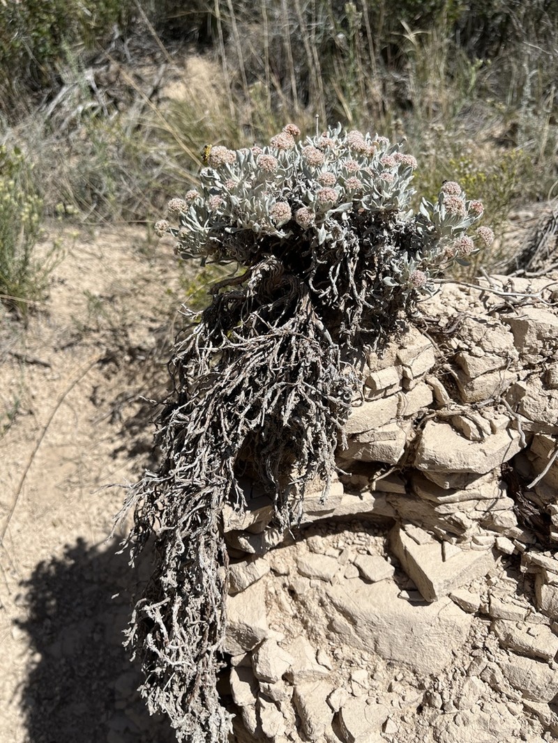 Fewflower Buckwheat