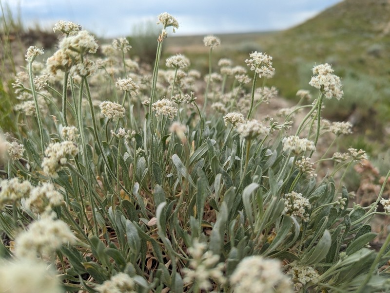 Fewflower Buckwheat photo 3