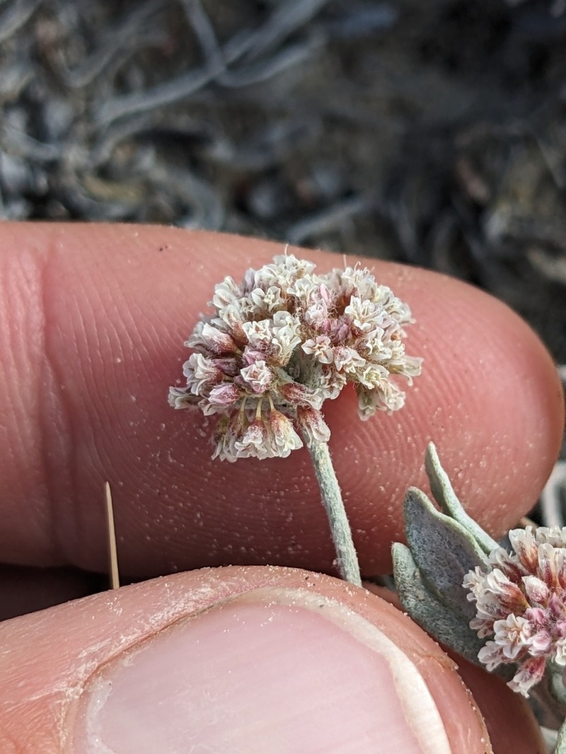 Fewflower Buckwheat photo 4