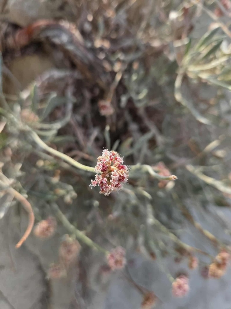 Fewflower Buckwheat photo 5